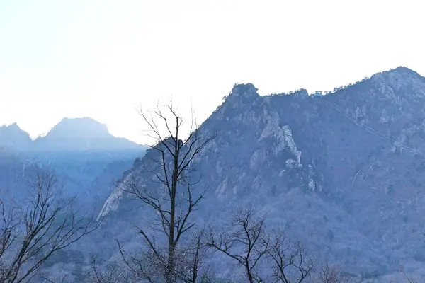 韓国で自然と春の木 — ストック写真