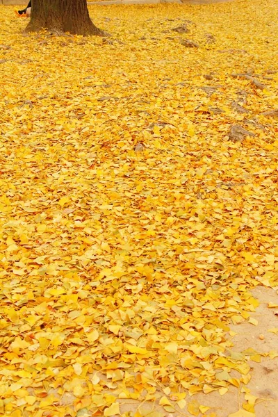 Ginkgo hojas con árbol durante el invierno en Corea —  Fotos de Stock