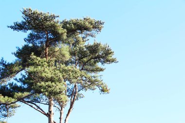 Bahar doğa, Kore ile çam ağaçları