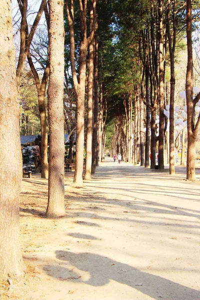 Tavasszal a Nami Island, Dél-Korea — Stock Fotó