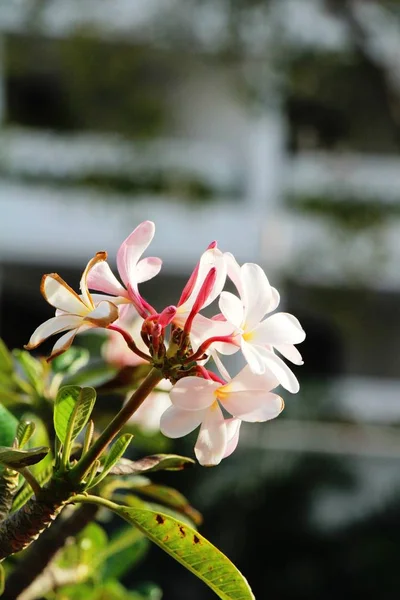 Plumeria flor com bonito na natureza — Fotografia de Stock