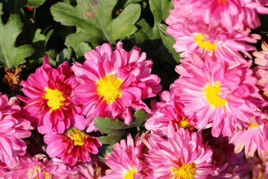 Kasımpatı çiçeği bahçede güzeldir