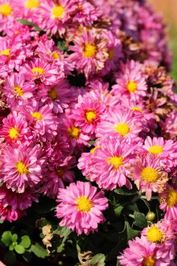 Kasımpatı çiçeği bahçede güzeldir