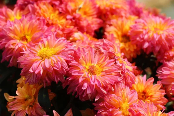 Crisantemi fiore è bello in giardino — Foto Stock