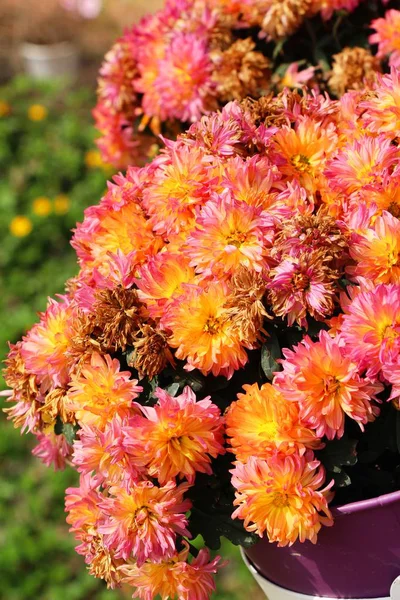 Chrysanthemums flower is beautiful in the garden — Stock Photo, Image