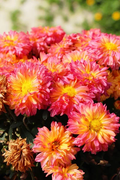 Chrysanthemums ดอกไม้ที่สวยงามในสวน — ภาพถ่ายสต็อก