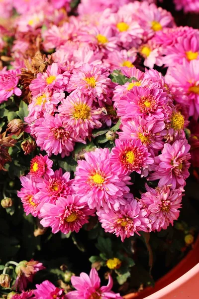 Chrysanten bloem is mooi in de tuin — Stockfoto