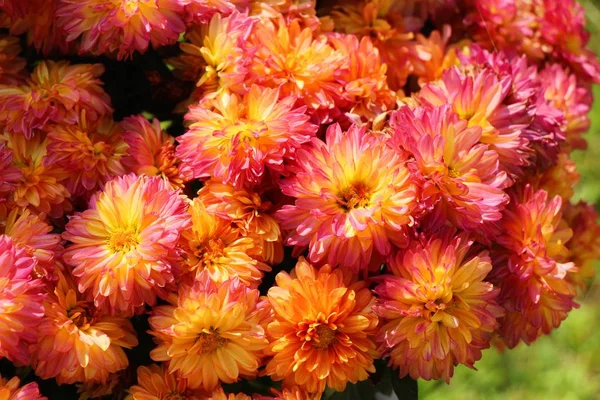 Flor de crisantemos es hermosa en el jardín — Foto de Stock
