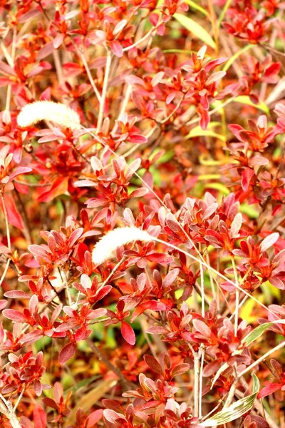 Los árboles en primavera con la naturaleza en Corea —  Fotos de Stock