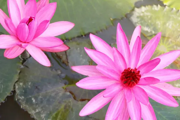 Hermoso loto en el estanque con la naturaleza —  Fotos de Stock