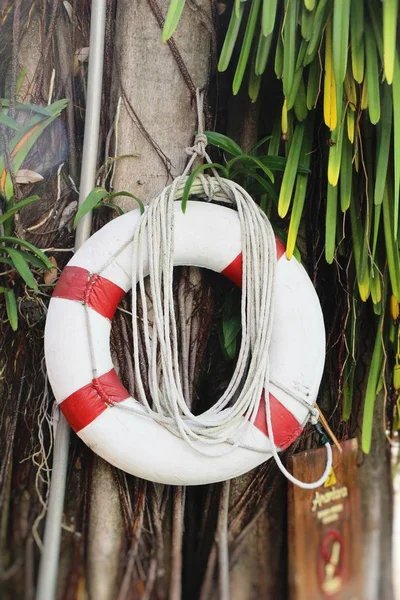 Ring buoy hang on tree with pool — Stock Photo, Image