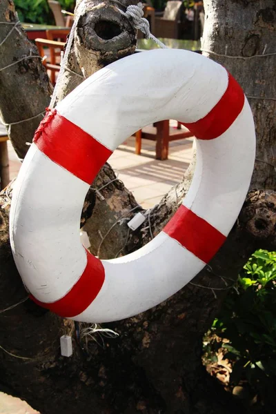 Anillo boya colgar en el árbol con piscina — Foto de Stock