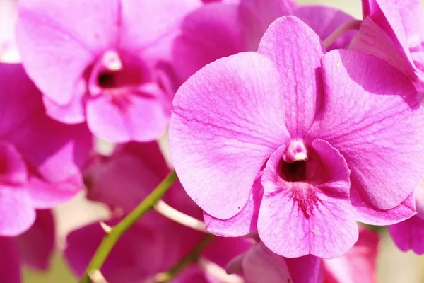 Květ orchideje na krásné v přírodě — Stock fotografie