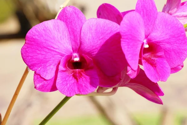 Květ orchideje na krásné v přírodě — Stock fotografie