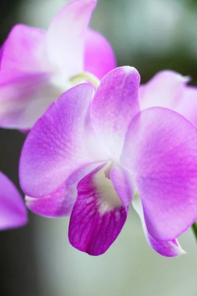 Орхидея цветет красивой на природе — стоковое фото