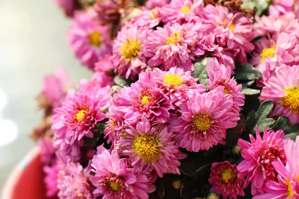 Chrysanthèmes fleur est belle dans le jardin — Photo