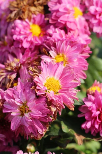 Crisantemi fiore è bello in giardino — Foto Stock