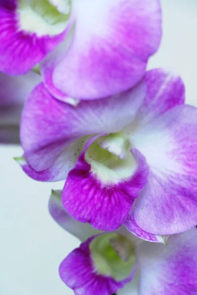 Orkide çiçek güzel doğa — Stok fotoğraf