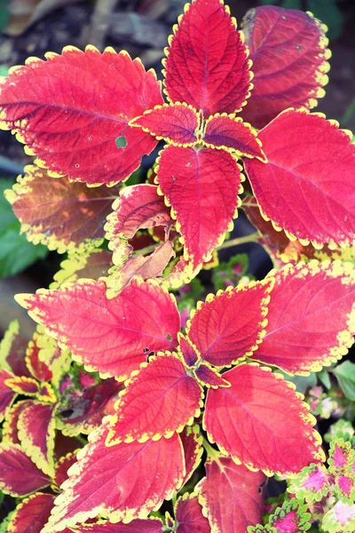 Foglie rosse in giardino con la natura — Foto Stock