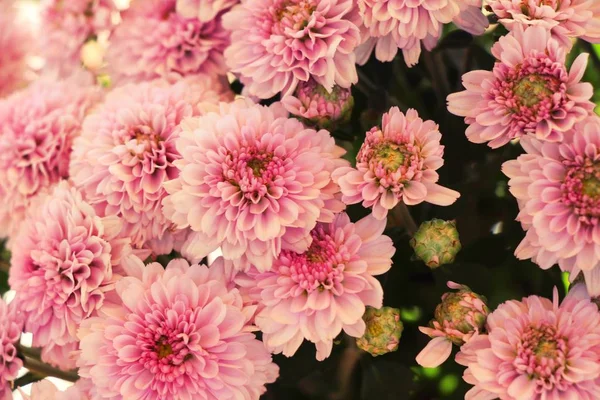 Chrysanthèmes fleur est belle dans le jardin — Photo