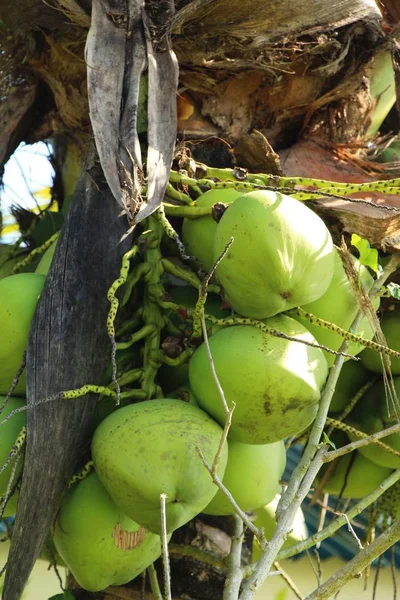 Verse kokosnoot is een bos op boom — Stockfoto