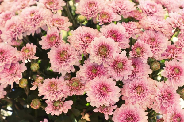 Chrysanthèmes fleur est belle dans le jardin — Photo