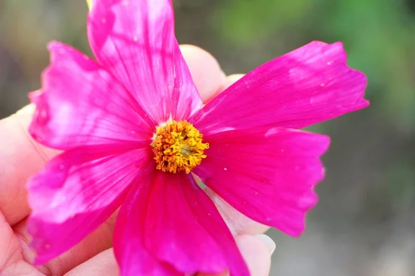 Beautiful cosmos colorful flowers in the garden — Stock Photo, Image