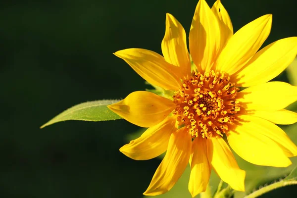Solrosor fält på vacker i trädgården — Stockfoto