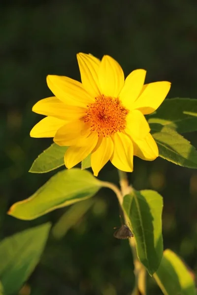 Pole slunečnic v krásné v zahradě — Stock fotografie