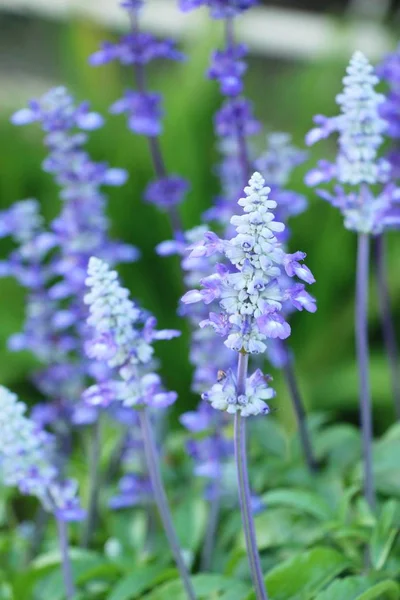 Mor Ada çayı çiçekler güzel Bahçe