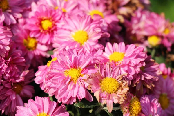 Chrysanten bloem is mooi in de tuin — Stockfoto