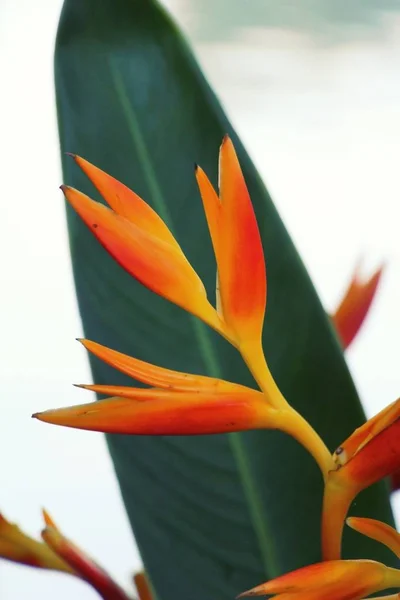 Ptak rajski kwiat w naturze — Zdjęcie stockowe