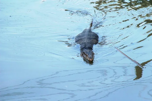 Water monitor lizard or Varanus salvator in river — Stock Photo, Image