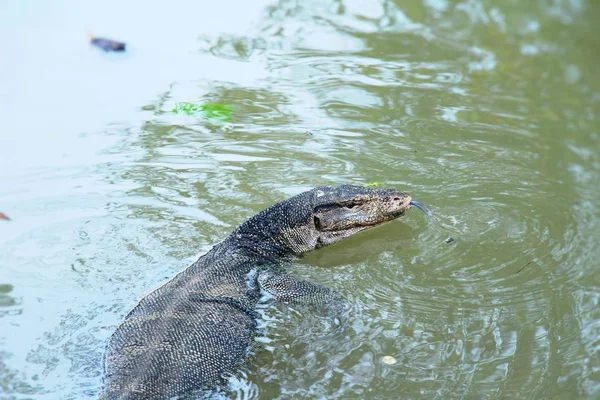 Lagarto monitor de água ou Varanus salvador no rio — Fotografia de Stock