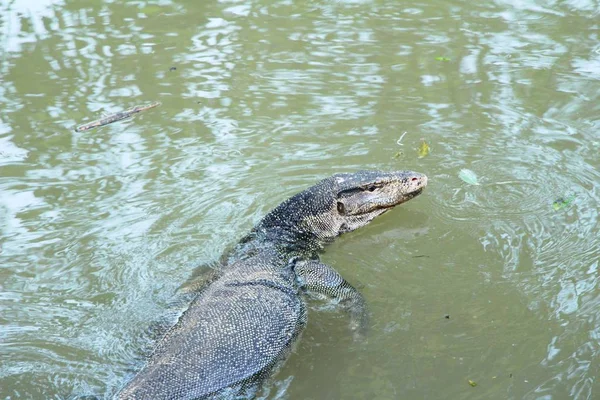 Water monitor lizard or Varanus salvator in river — Stock Photo, Image