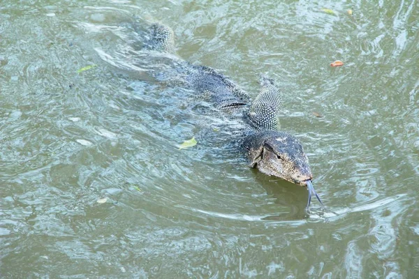 Water monitor lizard or Varanus salvator in river — Stock Photo, Image