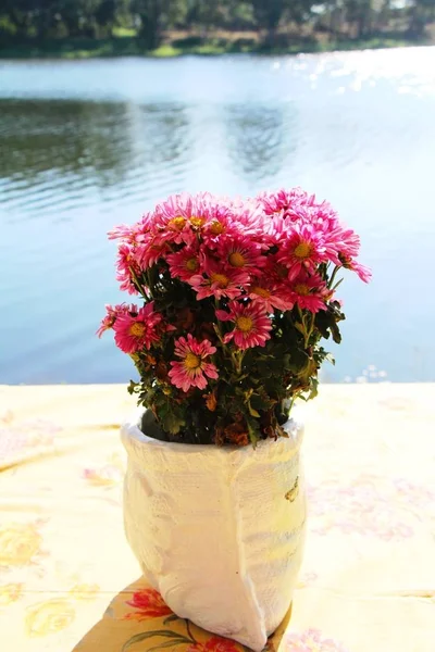 Flor de crisantemos es hermosa en el jardín — Foto de Stock