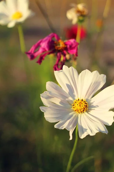 Belles fleurs colorées cosmos dans le jardin — Photo