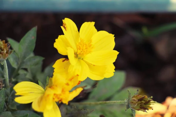 Bellissimi fiori colorati cosmo in giardino — Foto Stock