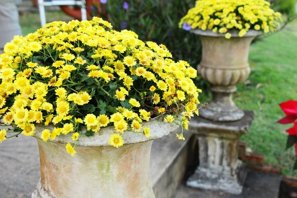 Chrysanten bloem is mooi in de tuin — Stockfoto