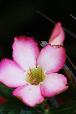 Bahçede güzel renkli çiçek