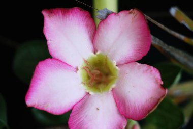 Bahçede güzel renkli çiçek