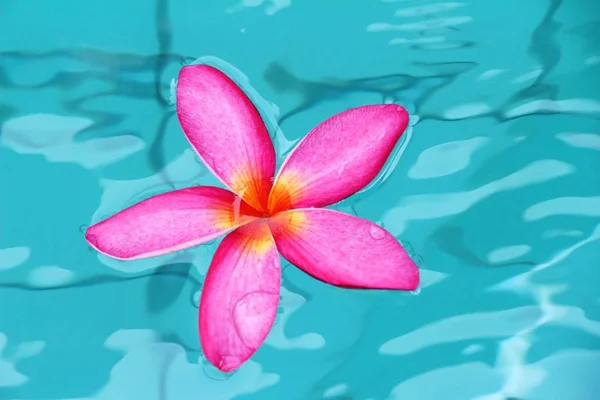 Frangipani květina je krásná v bazénu — Stock fotografie