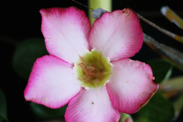 Mooie bloei kleurrijke bloemen in de tuin — Stockfoto