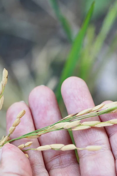 Campo de arroz dourado na mão com a natureza — Fotografia de Stock