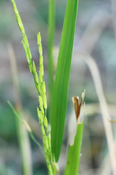 Campo de arroz dourado na mão com a natureza — Fotografia de Stock