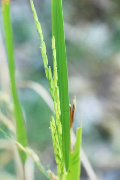 Alan altın pirinç el doğa ile — Stok fotoğraf