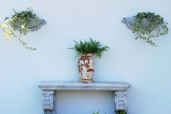 放在老式餐桌上的花盆里的蕨类植物 — 图库照片