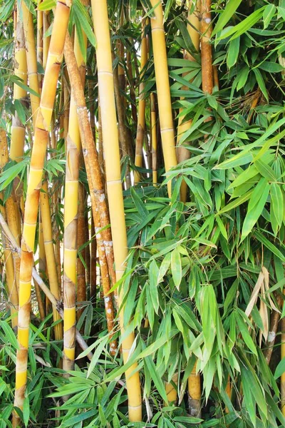 Bambusowe drzewa z przyrodą w tropical — Zdjęcie stockowe