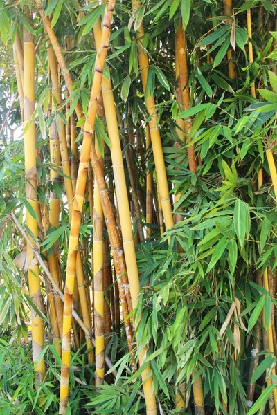 Bambus strom s přírodou v tropických — Stock fotografie
